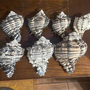 Set of Seven Natural Seashells